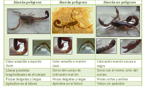 Prevención ante la aparición de alacranes