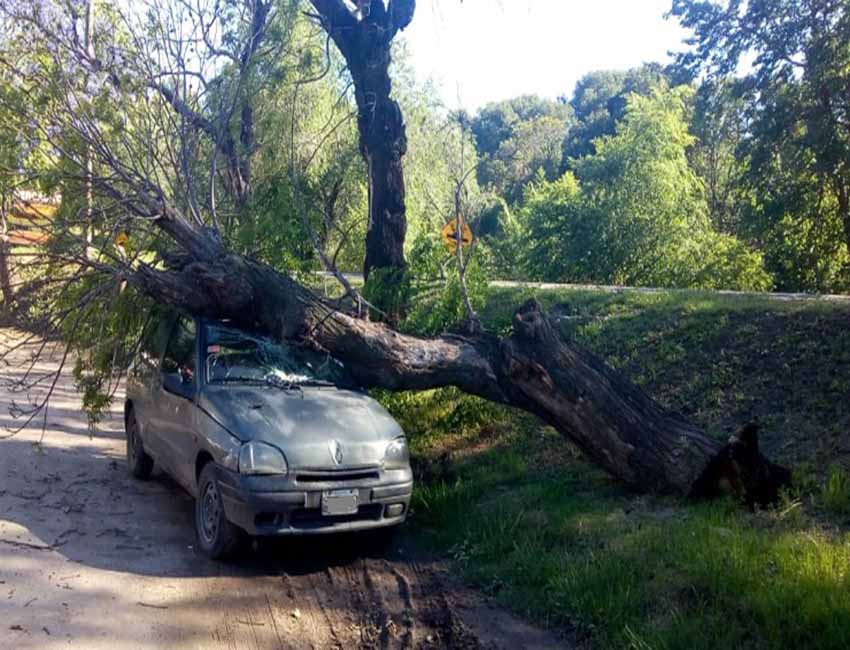SE BAJÓ DEL AUTO, MINUTOS DESPUÉS UN ÁRBOL CAYÓ SOBRE EL VEHÍCULO